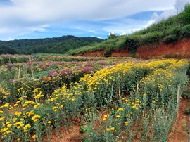 BĐS 003 - Bán lô đất view đẹp tại đèo Mimosa 